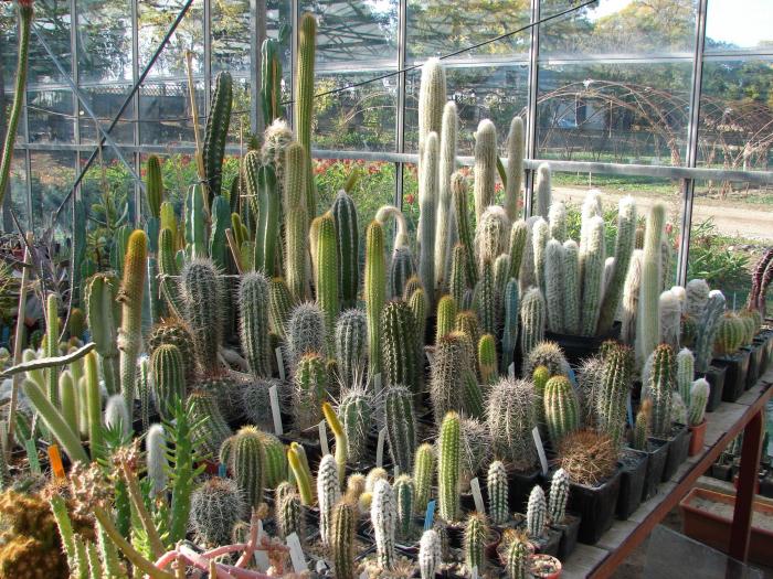 Columnari - Cactusi la Constanta