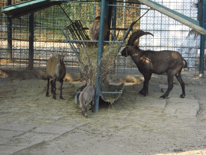 Picture 080 - zoo targoviste