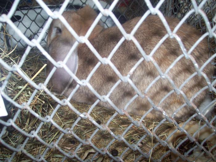 EXPO 2009 .01.09  CLUJ-NAPOCA 103