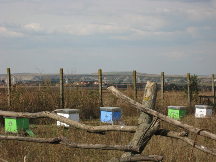 IMG_0067 - Stupina personala in 2009