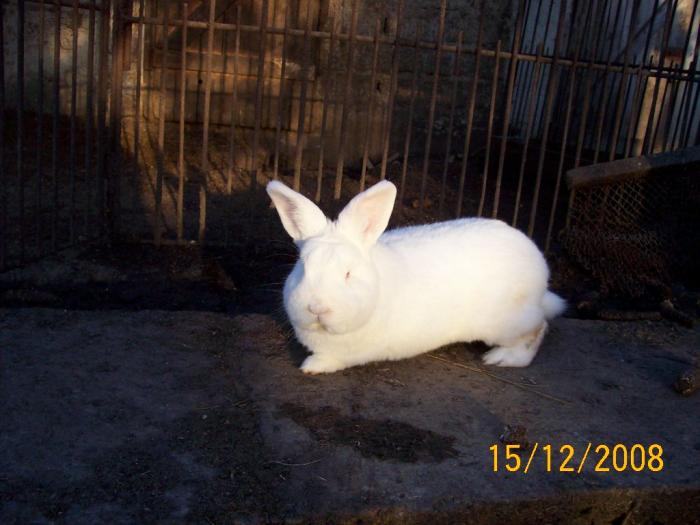 poze noi cu iepuri 560