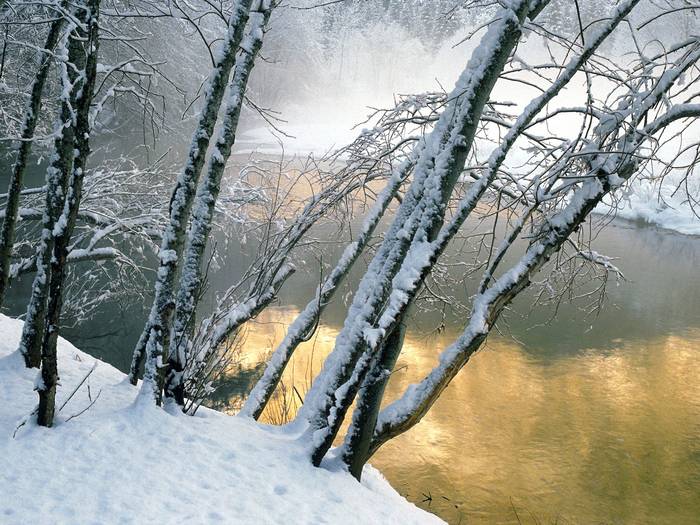 Alder Trees, Merced River, Yosemite National Park, California