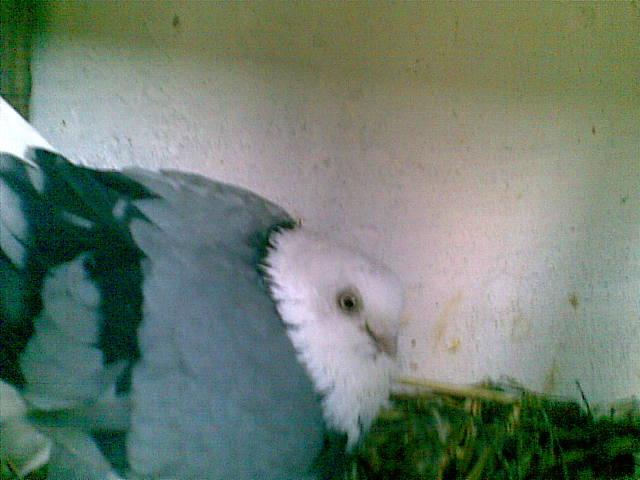 28022009(057) - diferite rase porumbei