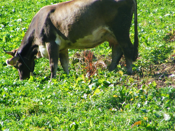 DSCF6279 - muntii Rodnei