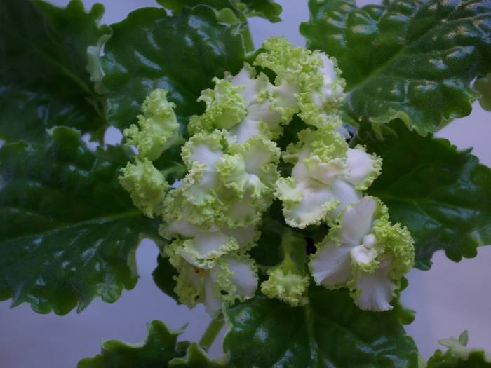 Silverglade Apples - 2013 - Violete Africane