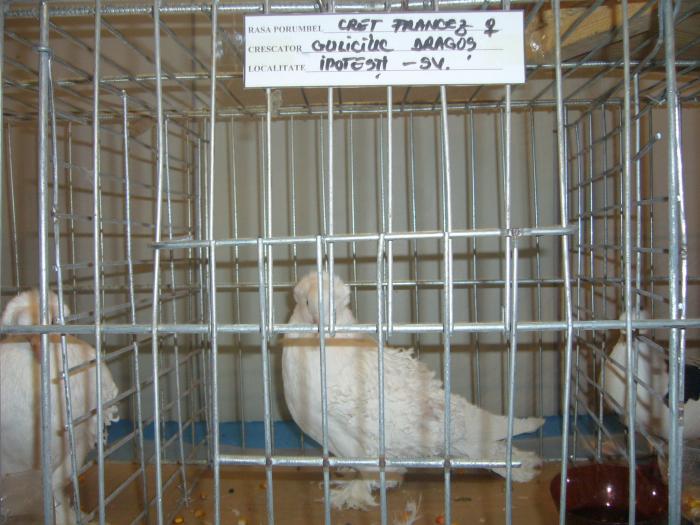 Picture 048 - Expozitia Columbofilia Traditie Si Pasiune din DOROHOI tinuta in perioada 15-20 februarie 2009