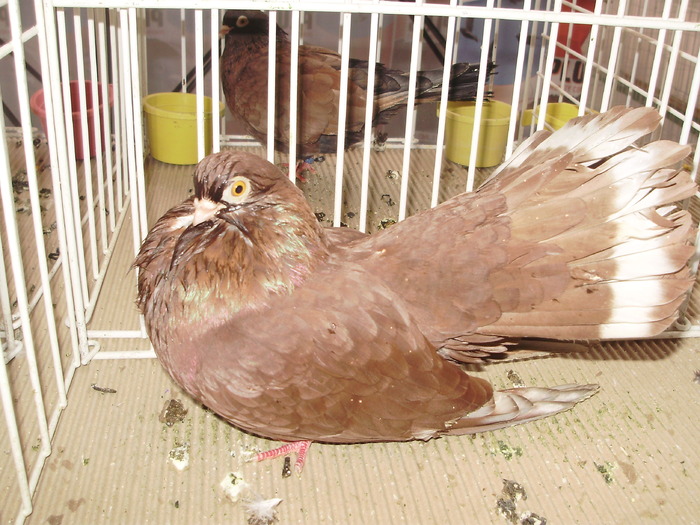 castaniu 8 - 1510 rz