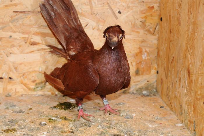 DSC_9846 - jucatori dublumotati calarasi 2008