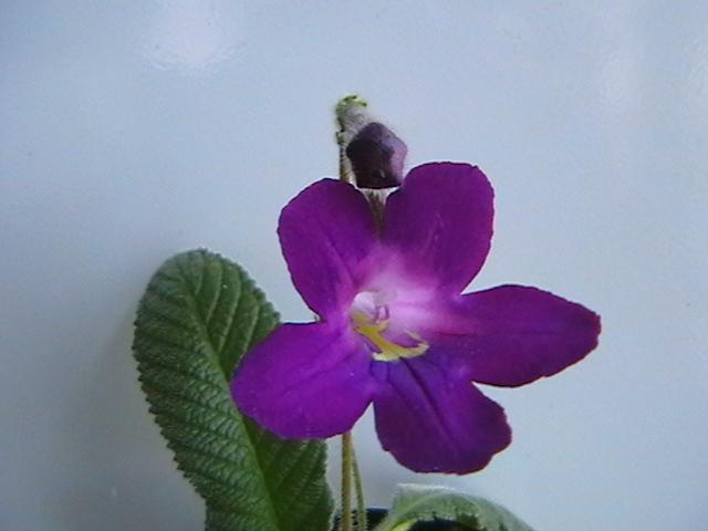 14.02  megan - streptocarpus 2009