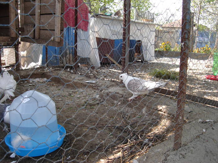 38 - C Porumbei Blueti si Satineti Vechi