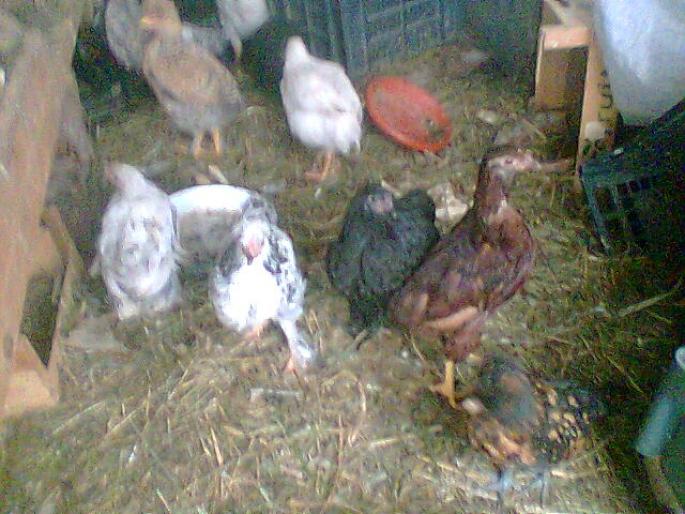 Atgaajtgpwmg005 - animalele noastre