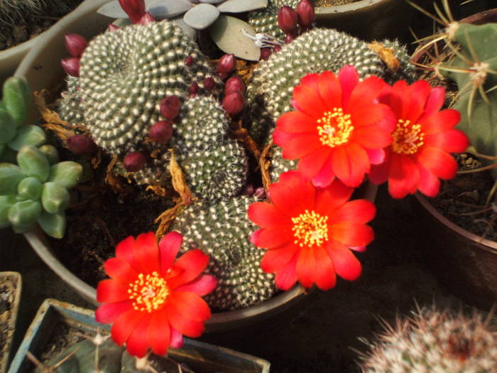 Rebutia krainsiana
