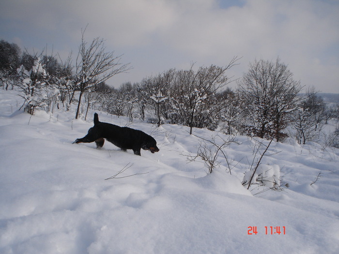 DSC08774 - Bella ianuarie 2010
