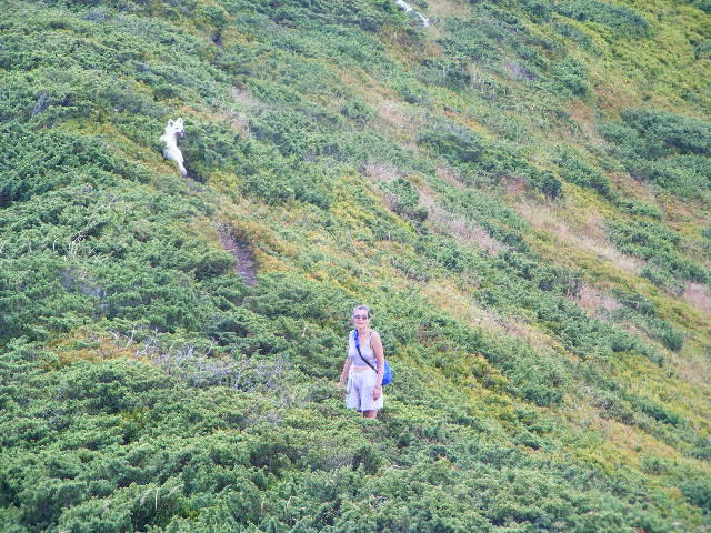 DSCF4413 - 2 august 2009 Traseu Suior Secatura Creasta Cocosului Gutaiul Doamnei  Vf Gutai