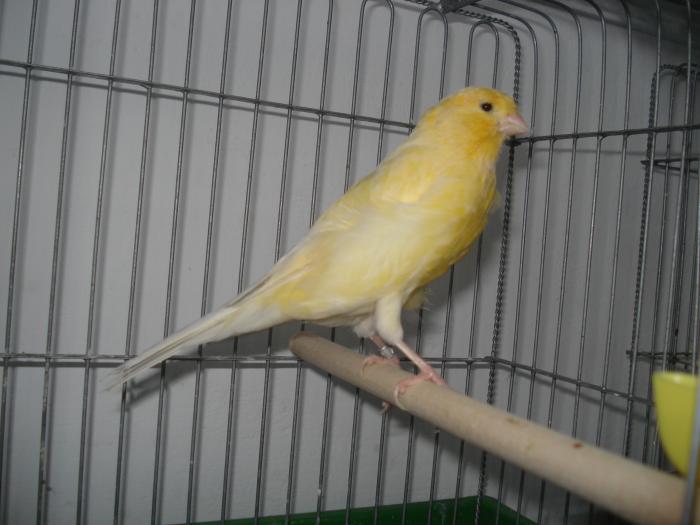 DSC00471 - canari