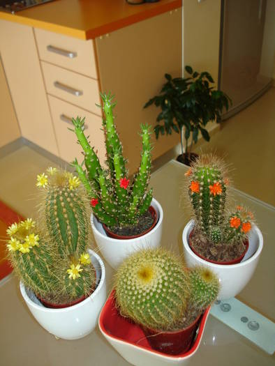 TEPOSII MEI - FLORILE MELE
