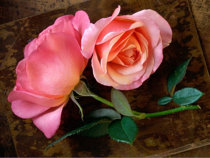 Pink Roses - trandafirii