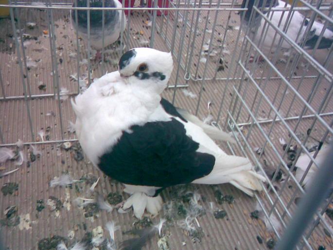 turbit