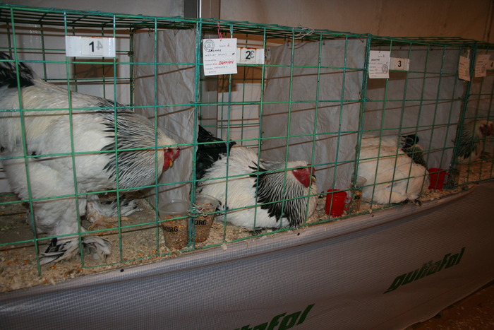 EXPO-PAS Suceava 2009