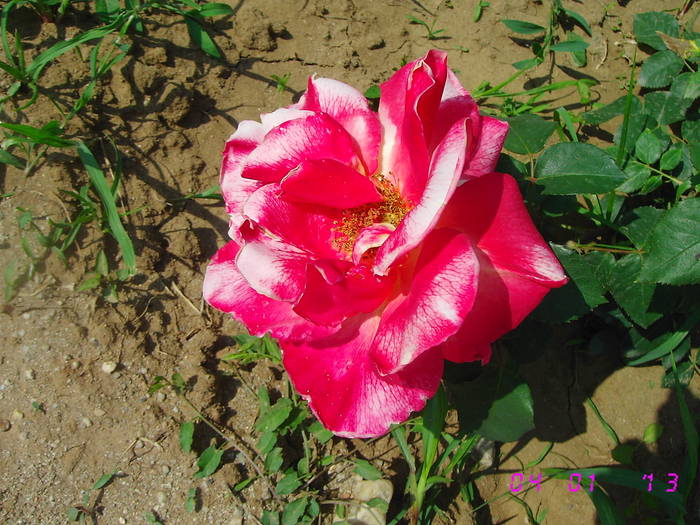 Trandafir roz aprins