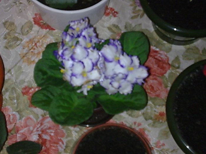 VIOLETA
