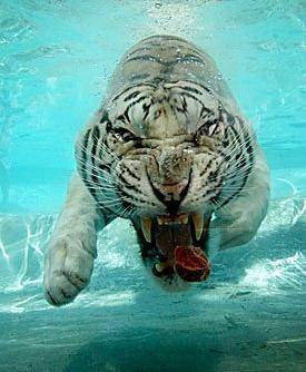 tiger underwater 5