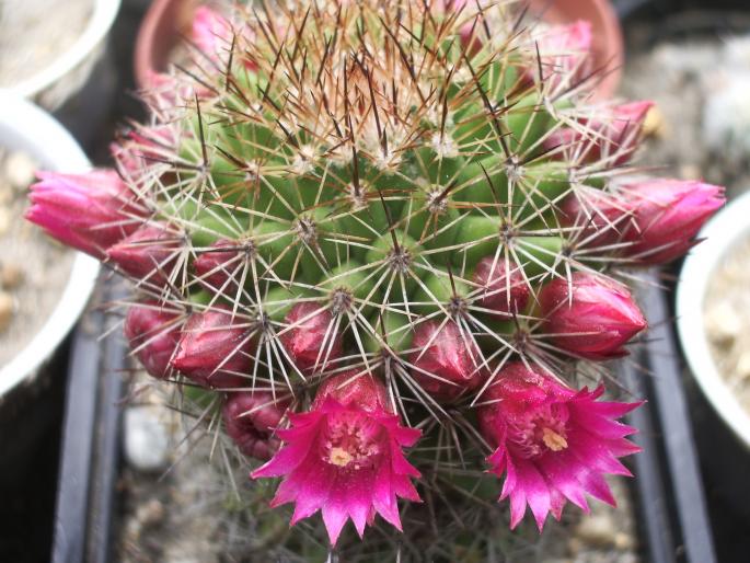 Mammillaria bakebergiana
