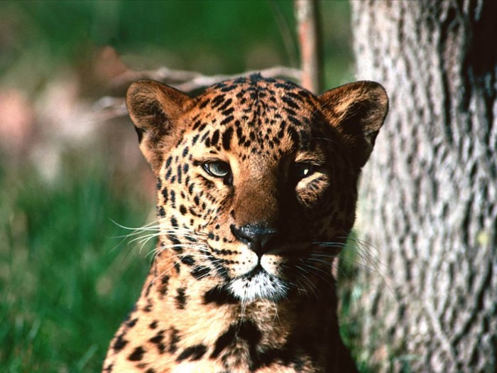 webshots122