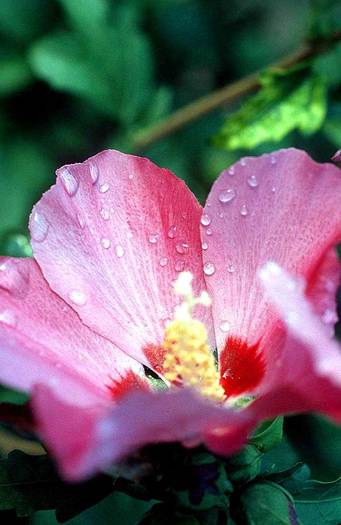 flower-water-drops