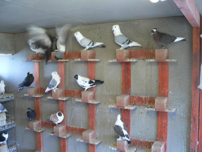 FILE0121 - 1729 Arpad Cseplo