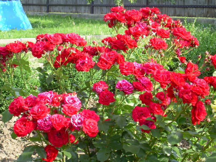 9.01.2009 362; rot-buchet
