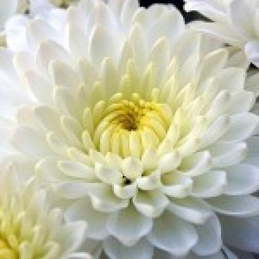 crizantema2-150x150 - Flori