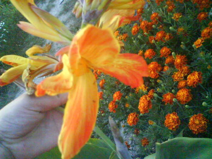 DSC01125 - canna indica 12 cul