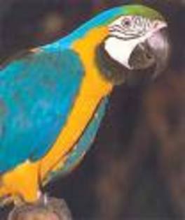 papagal01 - Animale