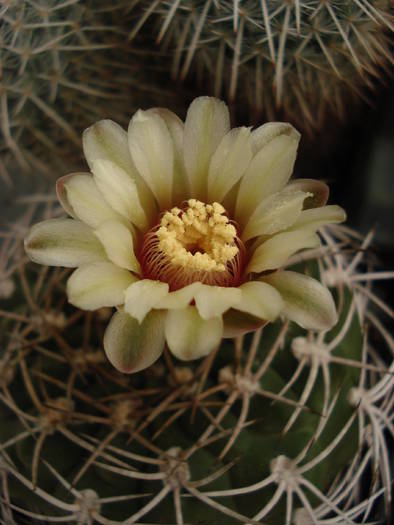 DSC07044 - Cactusi