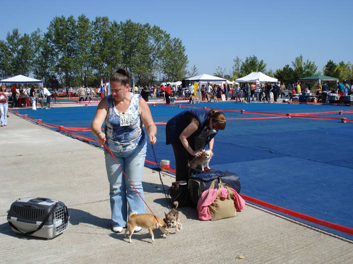 DSC07031 - 2007 EXPOZITIE CANINA