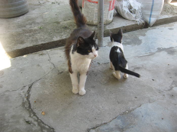 IMG_6815 - PRIN CURTE