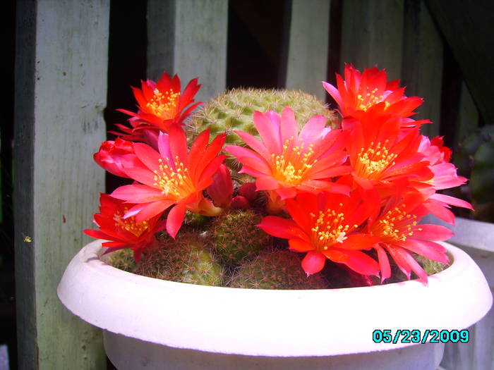 IMG_6731-23 mai 2009