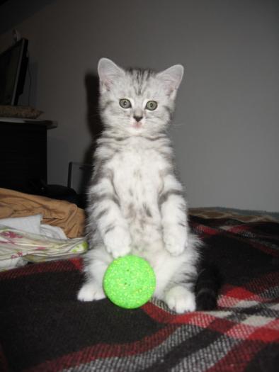 British; Ophra in final acasa la ea (la stapani)Timisoara
