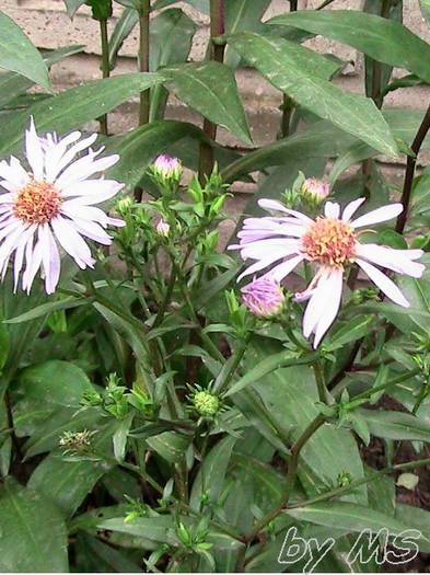 aster - Aster alpinus-Dunkle Schone-albastru inchis