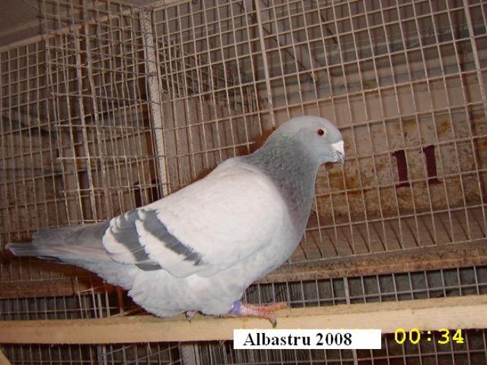 Albastru 2008 - Porumbei matca