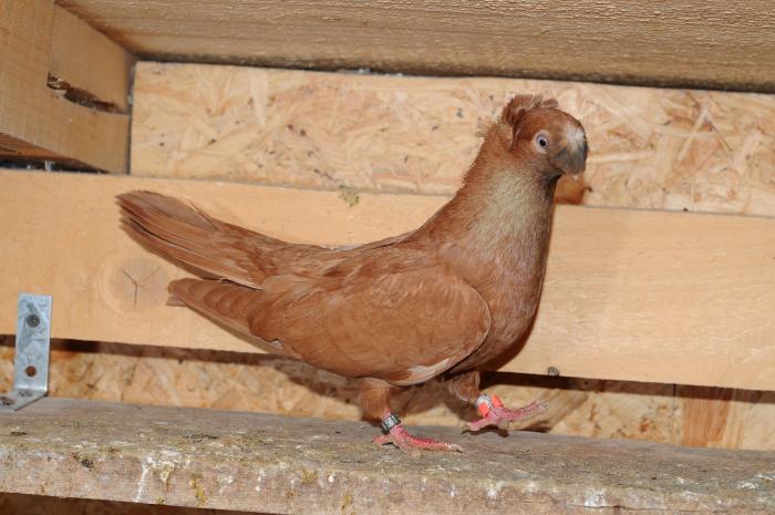 DSC_9926 - jucatori dublumotati calarasi 2008