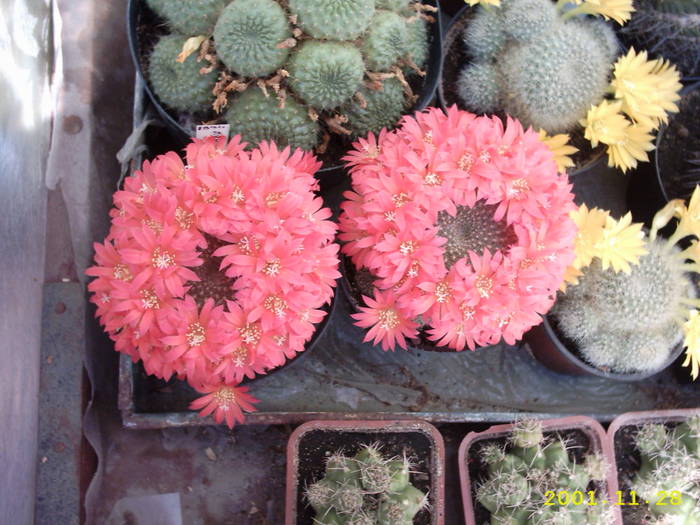 Rebutia - Rebutia