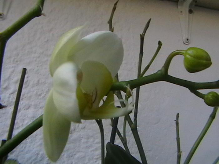 11.12 - orhidee