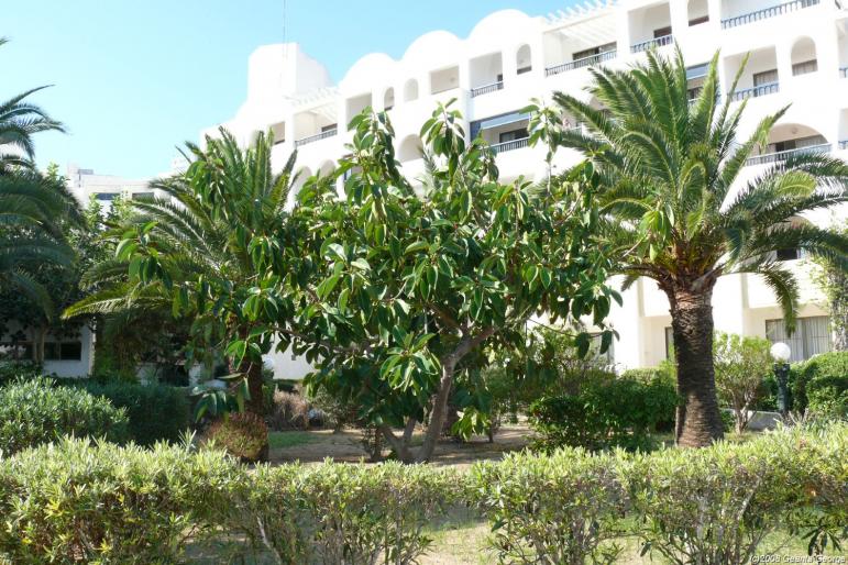 Tunisia_151 - Tunisia