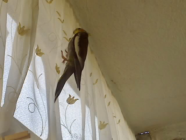 21-05-09_0846 - nimfele mele