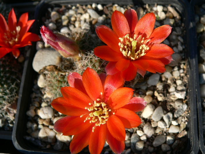 rebutia_tarvitaensis_2 (1) - genul Rebutia