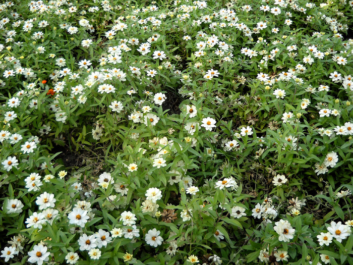 Picture 299 - flori dragute