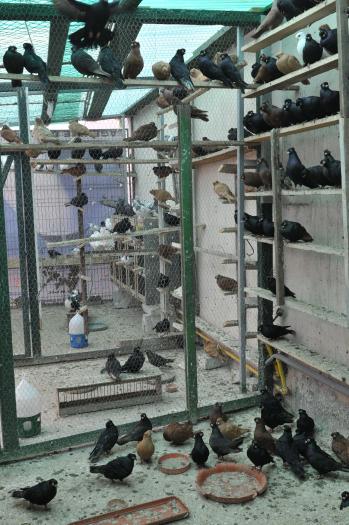 Picture 158 - jucatori de constanta