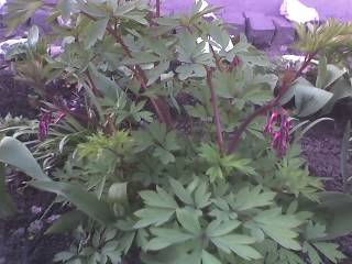 04-04-09_1725 - GRADINA 2009